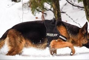 K9