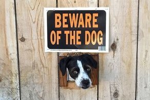Осторожно, собака!