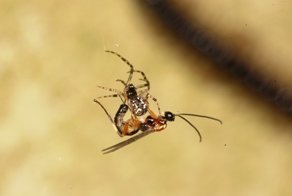 Зомби-рабы  в мире насекомых, как  раб становится едой, нянькой и телохранителем  хозяина-паразита