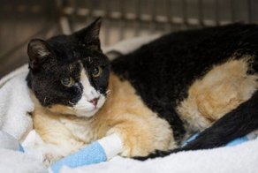 Спасённые в калифорнийских пожарах котейки