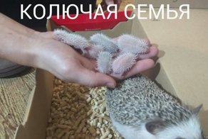 Прикольные картинки и коменты из соц.сетей для поднятия настроения