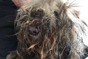 Зная, что питомец отправится в пищу, хозяин равнодушно бросил его на ферме. Но собаку спасли