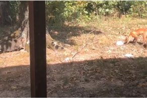 Упитанный кот атаковал зашедшую на его территорию лису