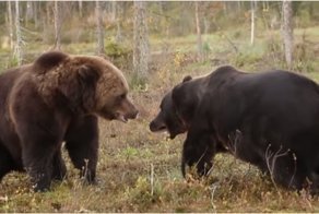 Схватка бурых медведей в лесах Финляндии