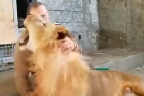 Сколько раз тебе повторять: я – лев, а не кот!