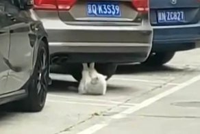 Кот спалился, качая пресс, но быстро притворился обычным