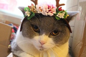 Что точно не стоит дарить вашему Коту на новый год?