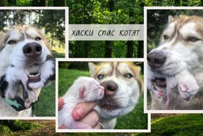 «Хаски тащил меня в лес силой!» Пёс нырнул в коробку и достал одного за другим 7 мокрых котят