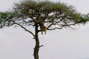 Любопытный лев залез на дерево и долго не мог слезть обратно из-за своей трусости