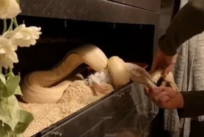 Змея вцепилась в руку хозяина во время кормления