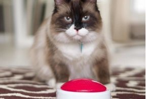 Канадец два месяца учил кота нажимать кнопку, но в нужный момент тот показал, кто хозяин положения