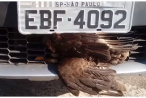 Спасение застрявшего в бампере ястреба