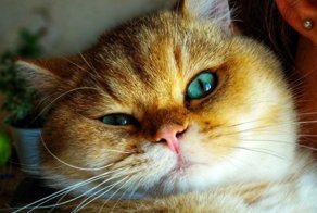Пользователи сети отпраздновали Всемирный день домашних животных, показав фото своих питомцев