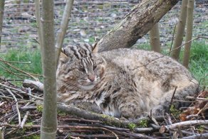 В Приморье выходили дикого лесного кота, подкинутого браконьерами