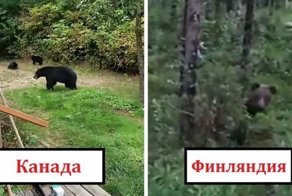 Люди смеются над роликами, в которых показано, как по-разному канадцы и фины реагируют на медведя