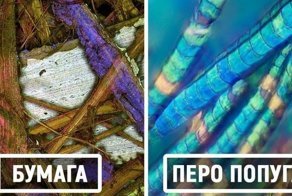 20 фотографий предметов под микроскопом, о которых вы слышали, но никогда не видели так близко