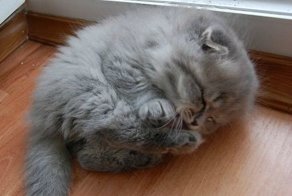 Животные они как люди, только в шубках