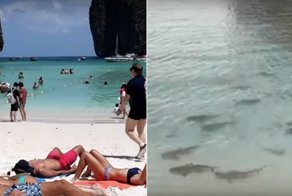 Знаменитый таиландский пляж оккупировали сотни акул