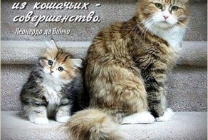 Котопост