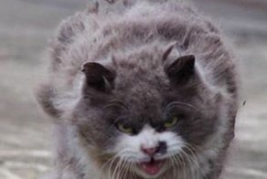 Зоозащитники опасны для общества!