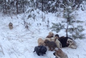 Неожиданная находка в лесу