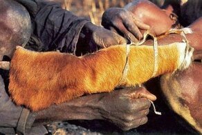 Ловля питона на живца (9 фото)