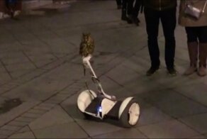 Высокотехнологичная сова