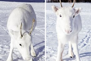 Норвежский фотограф встретил редкого олененка, который еще и согласился позировать