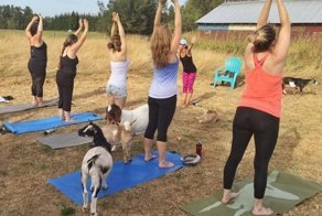 Оззи Осборн и Кейт Бекинсейл туда же: на Западе набирает популярность йога с козами