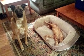 Коты священные животные. Вот доказательства
