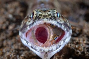 Этот мир продолжает нас удивлять: опубликованы лучшие фотографии премии National Geographic 2018