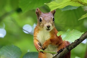 Обитатели мирового древа