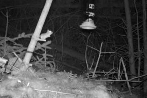 Упрямая мышь пыталась несколько часов подряд добраться до птичьей кормушки