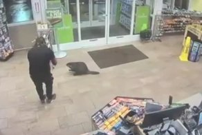 Бобры пришли в магазин за покупками