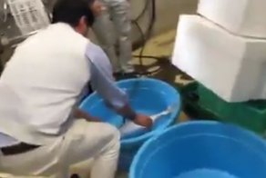 Японцы реанимировали замороженную рыбу в тазу с теплой водой