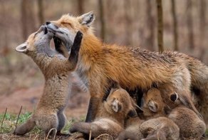 Sony World Photography Awards 2019: мерцающий Млечный Путь, голодные лисята и заснеженный пляж
