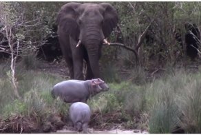 Молодые бегемоты не смогли поделить дорогу со слоном