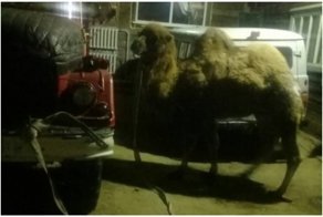 Верблюда Славика восемь часов спасали из ДТП под Иркутском