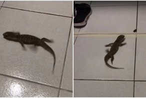 Отчаянные попытки ящерицы добраться по скользкому полу до таракана