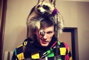 Пестрый мир енотов