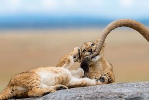 Лучшие фотографии конкурса National Geographic - 2018