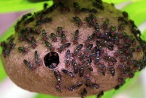 Ученые превратили яд осы в мощный антибиотик