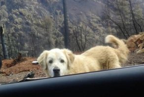 Пес почти месяц ждал своих хозяев у руин сгоревшего дома в Калифорнии