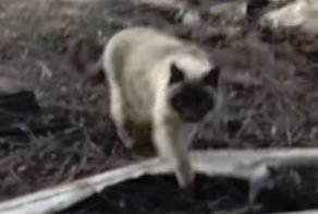 Кошка месяц сидела возле уничтоженного пожаром дома в Калифорнии и ждала своих хозяев