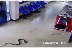 Змея заползла в полицейский участок и попыталась укусить тайца