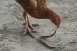 Курица съела маленькую кобру