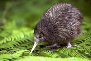 Исключение из правил: птицы нашей планеты, которые не умеют летать