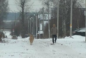 Пёс прожил на перекрёстке больше 13 лет, а потом пропал… Местные жители забили тревогу