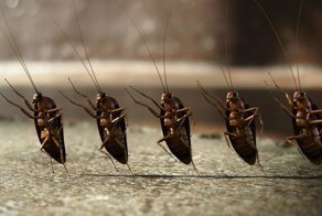 Тараканья фабрика