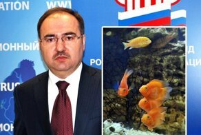 Пенсионный фонд тратит деньги на аквариумных рыбок